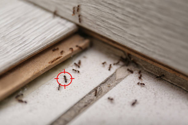 Reliable Decatur, TN Pest Control Solutions